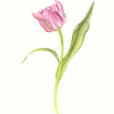 Pink Tulip