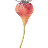 Rose Hip