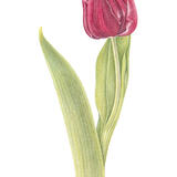 Red Tulip
