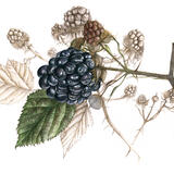Blackberries Stalk