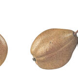 Black Worcester Pears