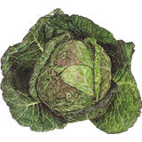 Cabbage