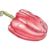 Red Pepper