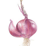 One Red Onion