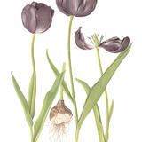 Tulip, Queen of Night