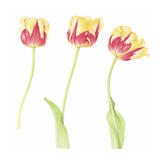 Tulip, Olympic Flame