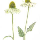 2 Echinacea