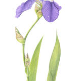 Blue Iris