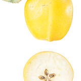 Dutch Apple and cross-section