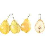 William Pears and cross-section