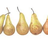 5 Conference Pears