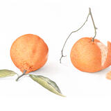 2 Clementines