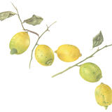 Sicilian Lemons