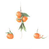 5 Clementines