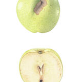 Bramley and cross-section