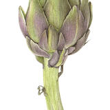 Globe Artichoke