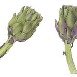 2 Globe Artichokes