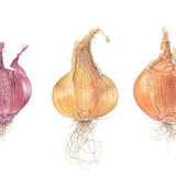 Three Mixed Onions