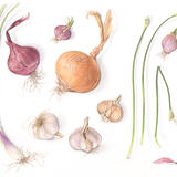 Alliums