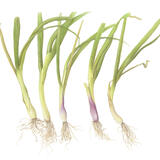 Five Spring Onions