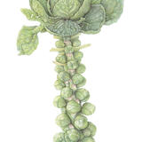 Brussels Sprouts