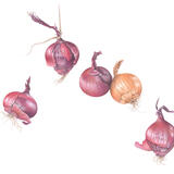 5 Mixed Onions