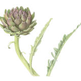 Artichoke with Leaves
