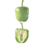 Green Pepper and cross-section 