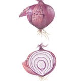 Red Onion and cross-section