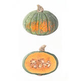 Kabocha Squash and cross-section