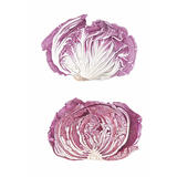 Radicchio and cross-section