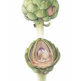 Globe Artichoke and cross-section