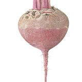 Beetroot