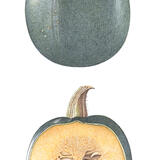 Field Pumpkin and cross-section