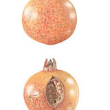 Pomegranate