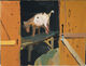 Portola Valley Goat