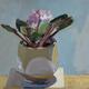 African Violets