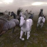 Stampede through the Mist1