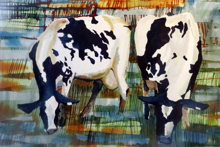 The Cows