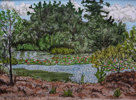 Water Lilies on Eastern Lake, Studland