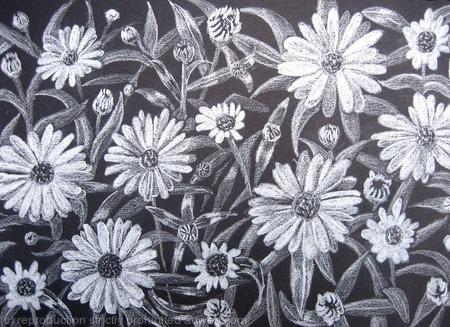 Leucanthemum