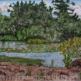 Water Lilies on Eastern Lake, Studland