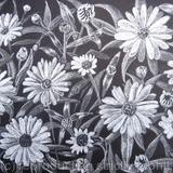 Leucanthemum