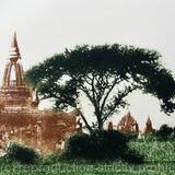 Temple and Acacia Tree