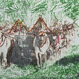 Decorated Oxen at Inwaa