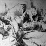 'Explosion' (Collection or Agreed UK Delivery Only)