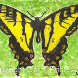 1 Western Tiger Swallowtail
