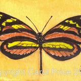 7 Melinaea Lilis Flavicans