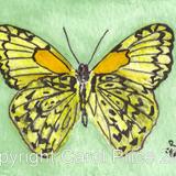 8 Hesperocharis Graphites