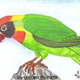 Black Cheeked Lovebird
